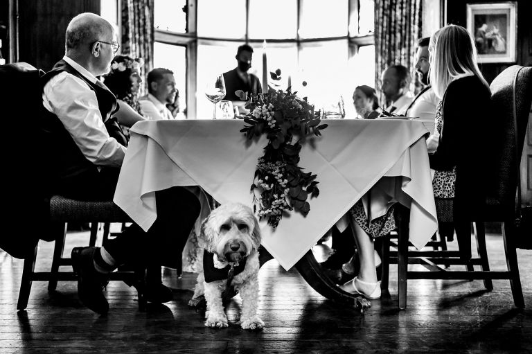 The dog at the wedding decorated table photo looking at the camera